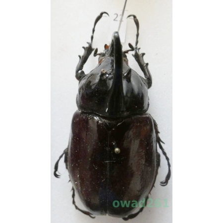 Augosoma centaurus (Fabricius, 1775) male Tanzania 55mm21